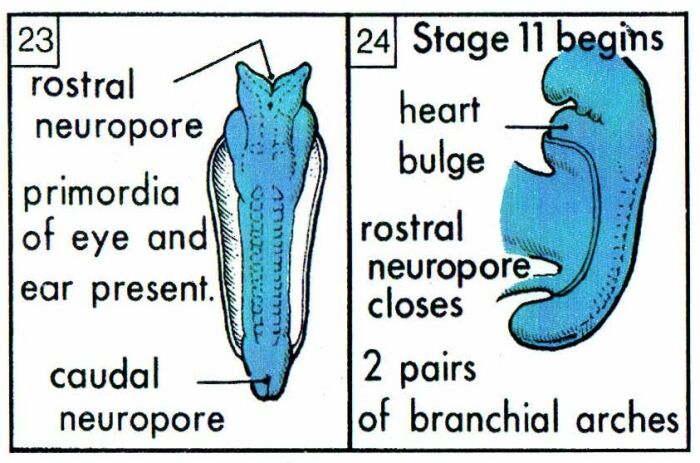 Alaqa Stage Islamic Embryology
